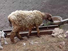 sheep for sale