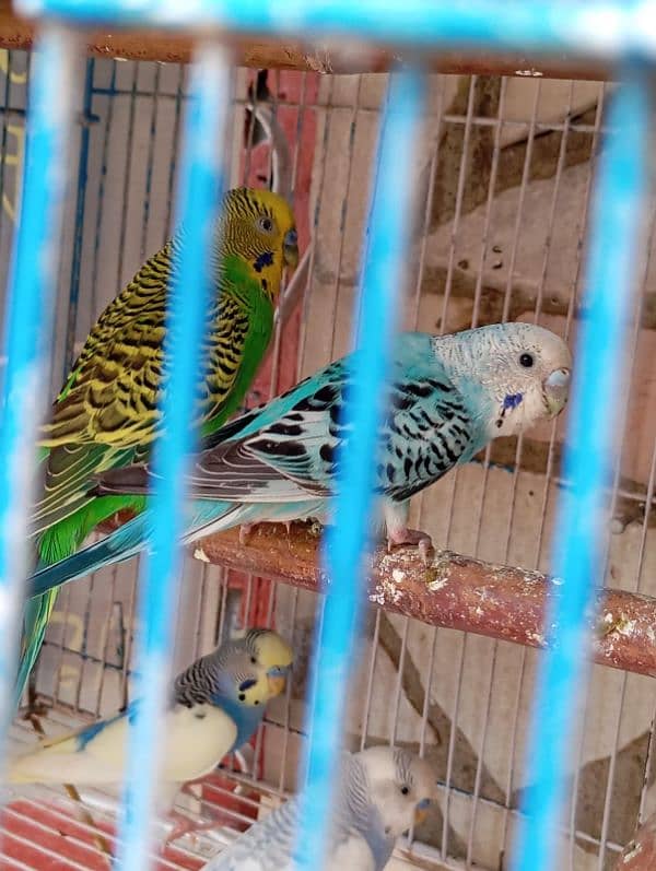 bijri parrot 9