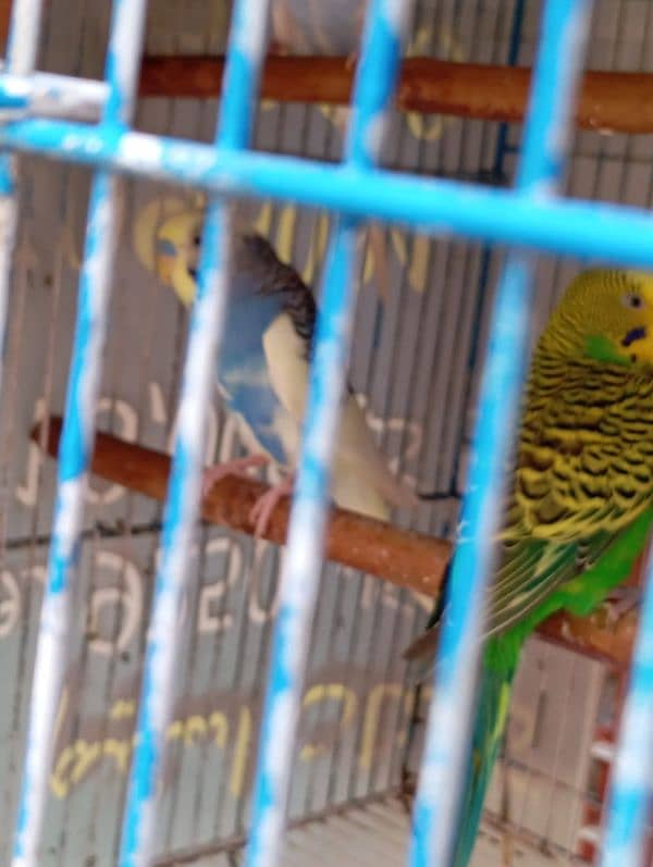 bijri parrot 10