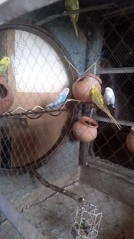 Australian parrot for sale 1