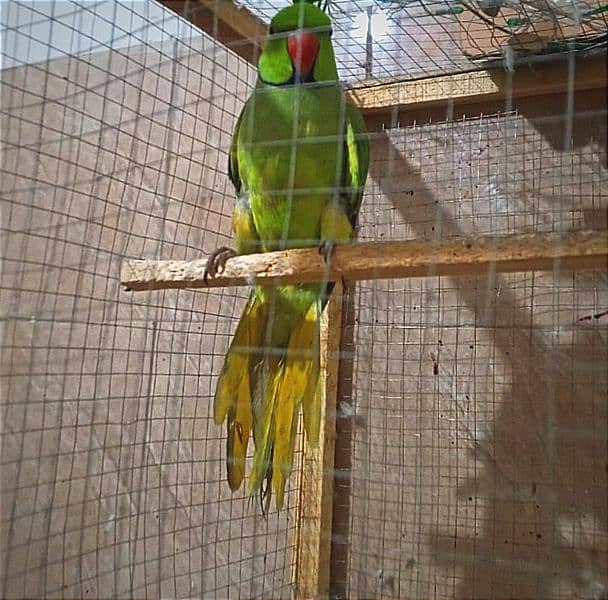 Parrot for sale 0