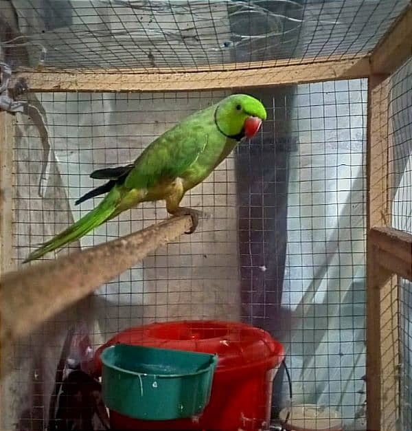 Parrot for sale 1