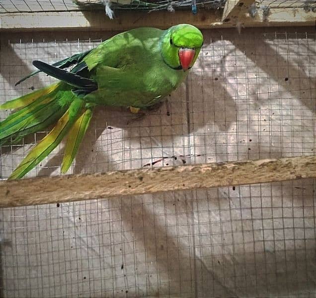 Parrot for sale 2