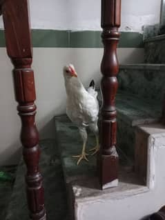 Desi hen