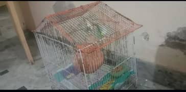 pair parrot for sale with cage