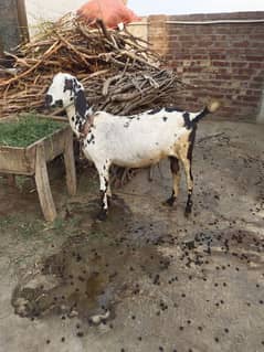 Goat with male and female kid