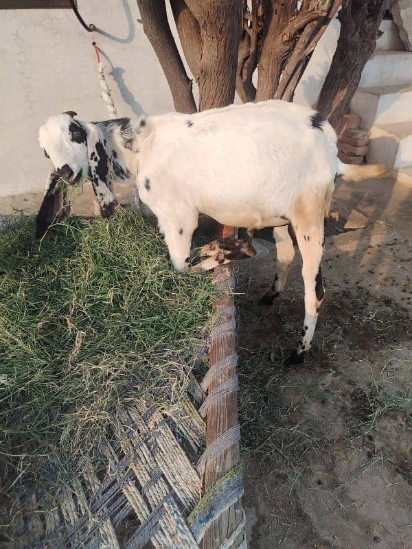 Goat with male and female kid 1