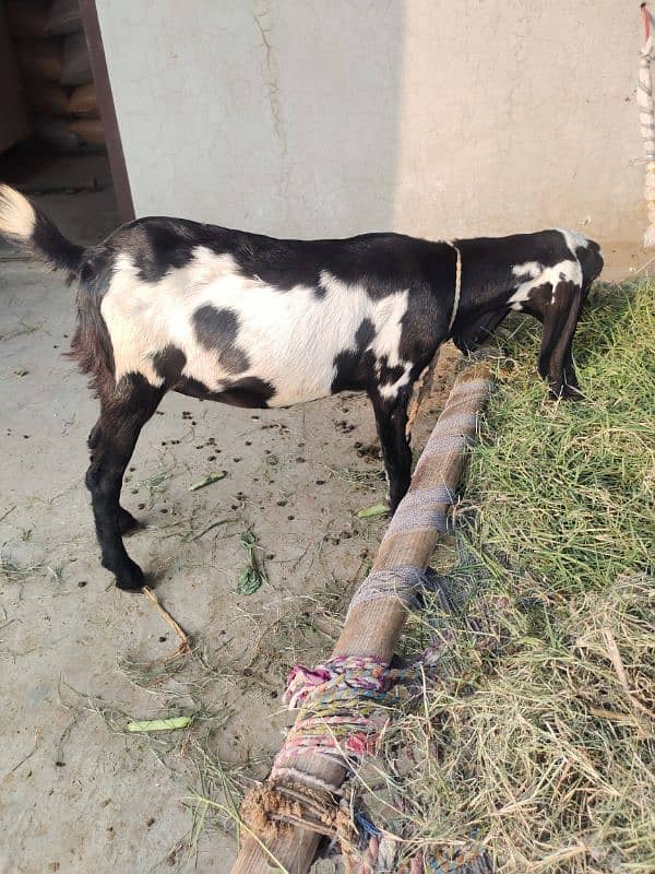 Goat with male and female kid 2