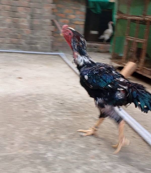 shamo breeder male ring bird hai top class pure shamo male. 0