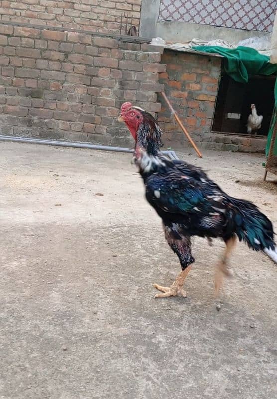 shamo breeder male ring bird hai top class pure shamo male. 1