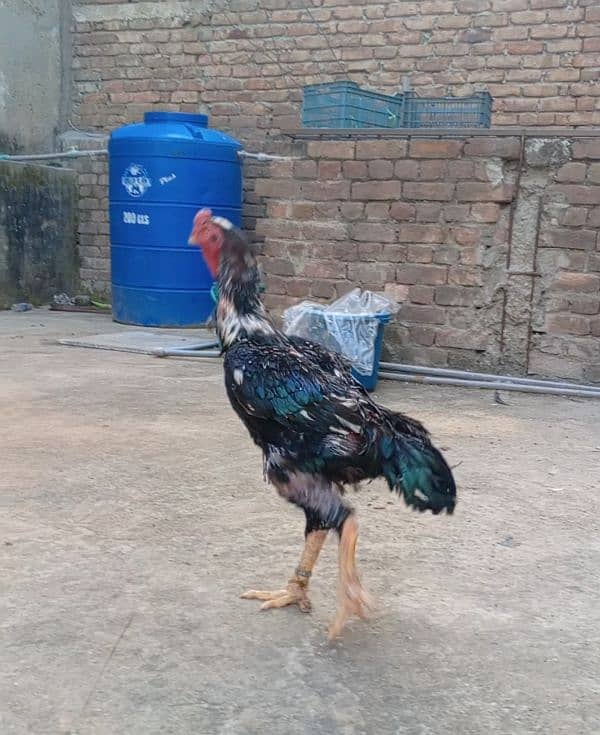 shamo breeder male ring bird hai top class pure shamo male. 2