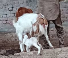 bakri with baby male .