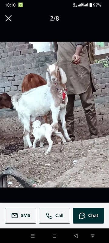 bakri with baby male . 1