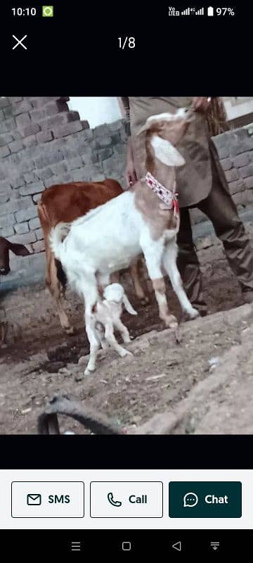 bakri with baby male . 2