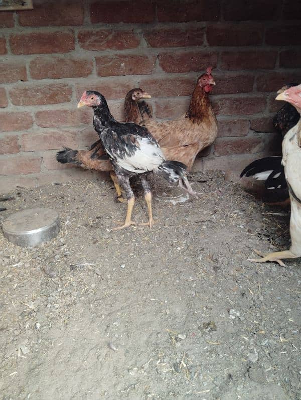 healti bards. . All hens for sell 1