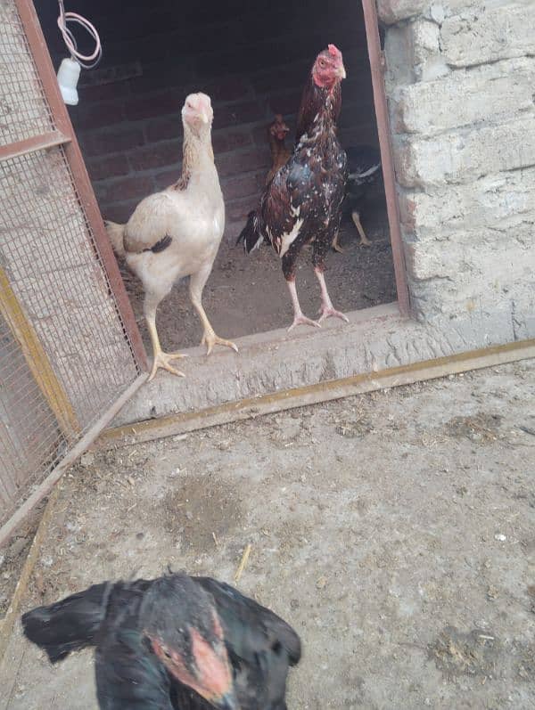 healti bards. . All hens for sell 3