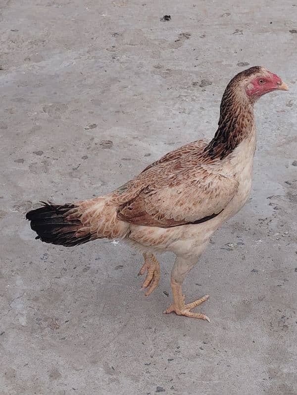 healti bards. . All hens for sell 4