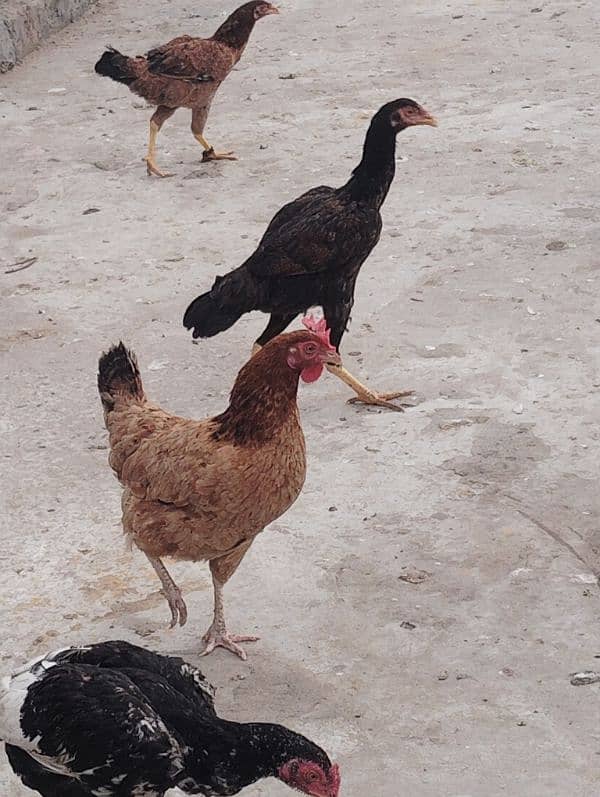 healti bards. . All hens for sell 8