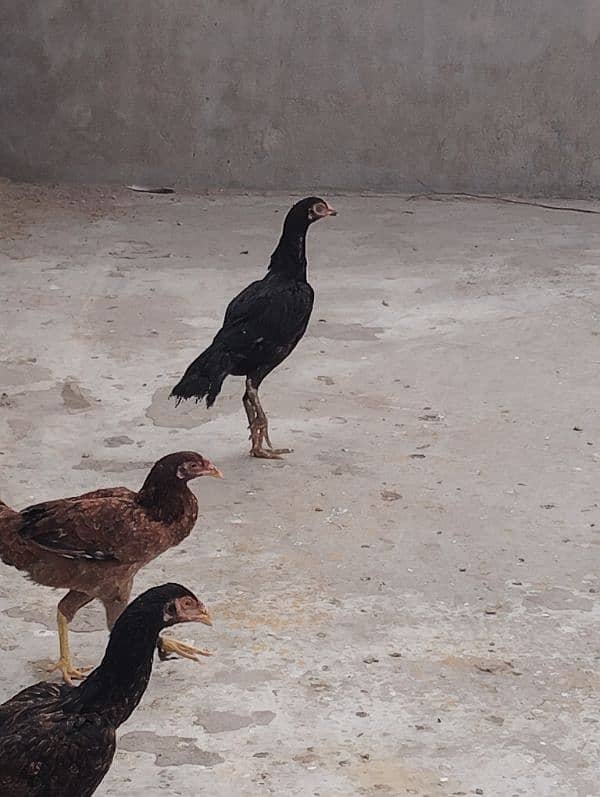 healti bards. . All hens for sell 9