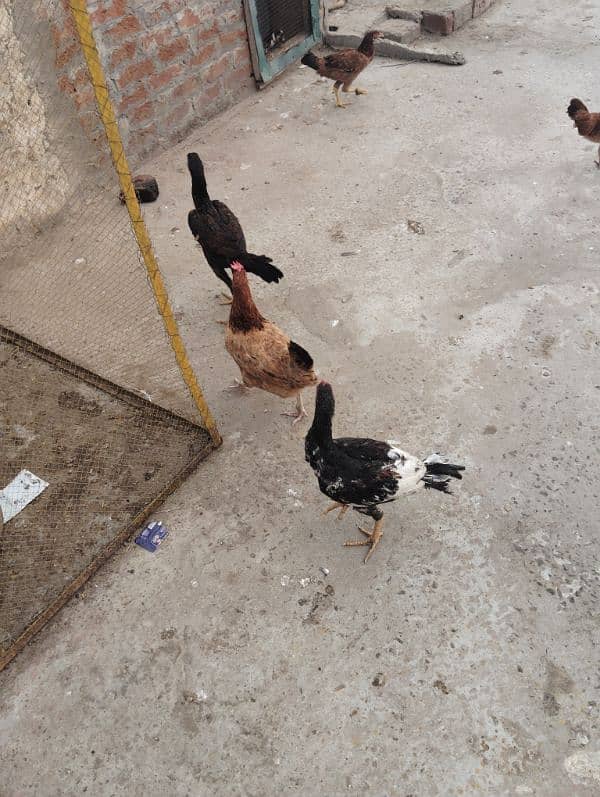 healti bards. . All hens for sell 10