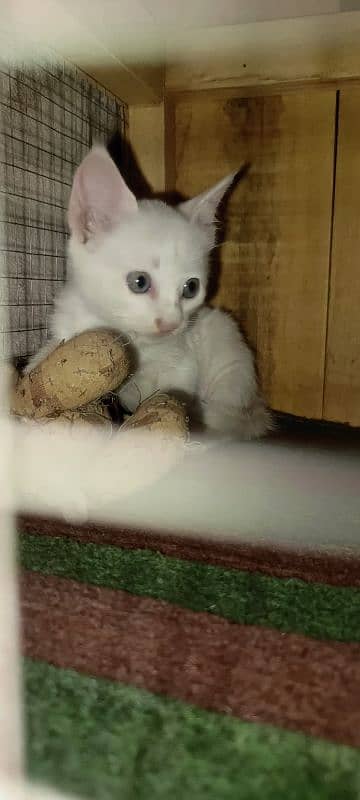 Persian kitten for sale 0