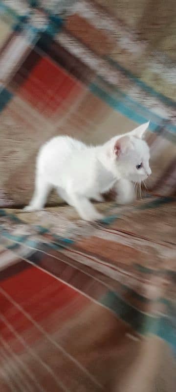 Persian kitten for sale 1