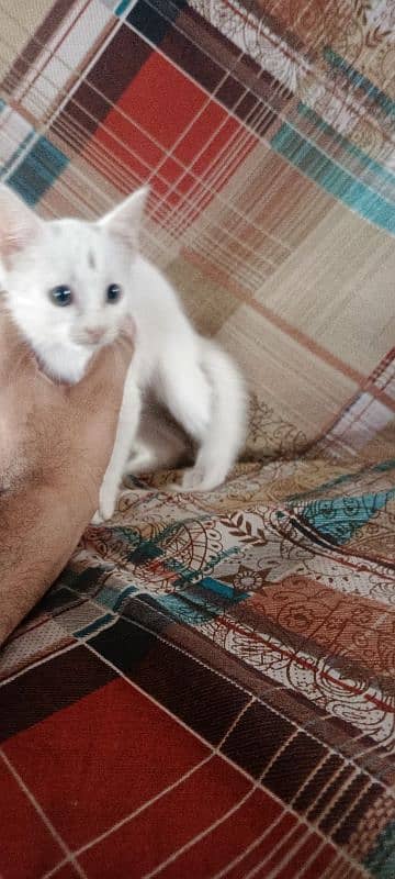 Persian kitten for sale 2