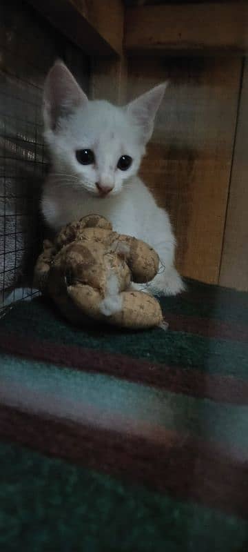 Persian kitten for sale 3