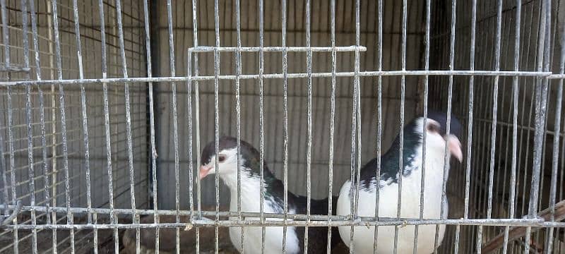 sherazi pair available 0