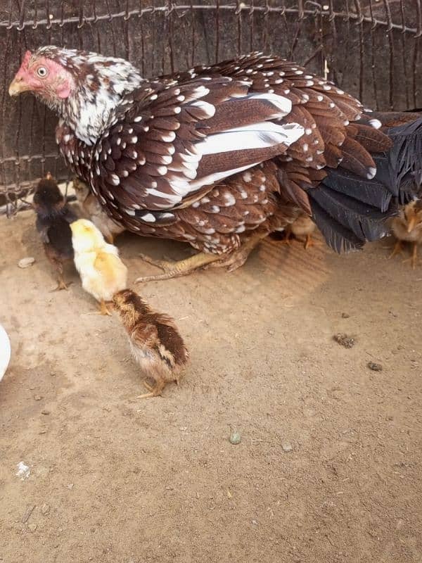 Aseel Hen with 8 aseel Chicks 1