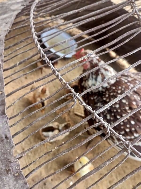 Aseel Hen with 8 aseel Chicks 2