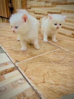 persian kitten triple coated