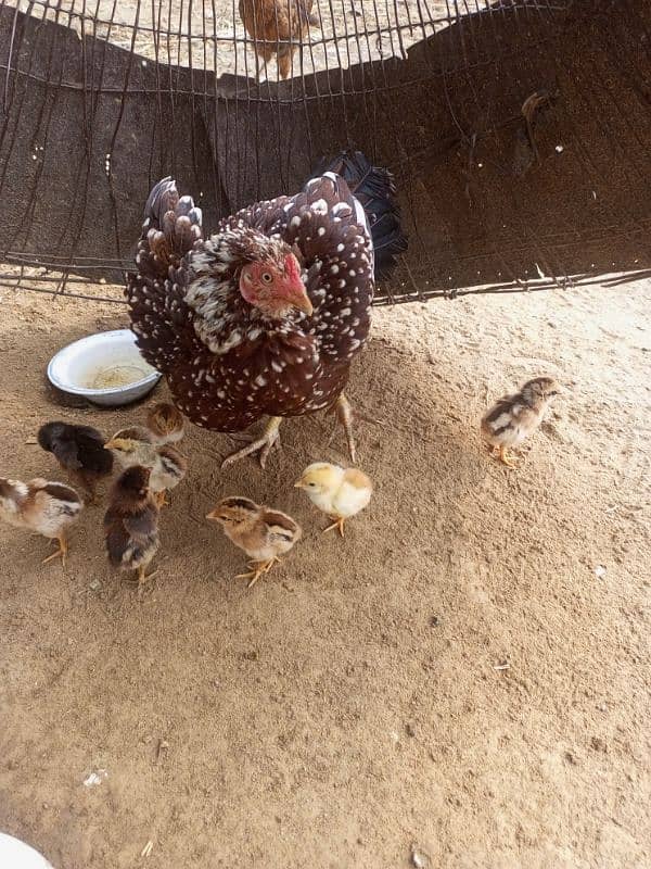 Aseel Hen with 8 aseel Chicks 6