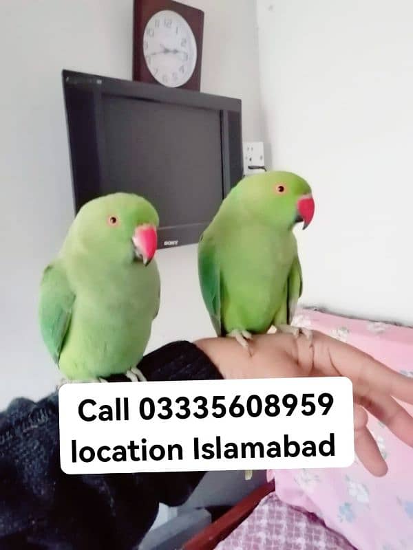 Single 6000 Hand Tamed Friendly Green Ring Neck Parrots Male/Female 0