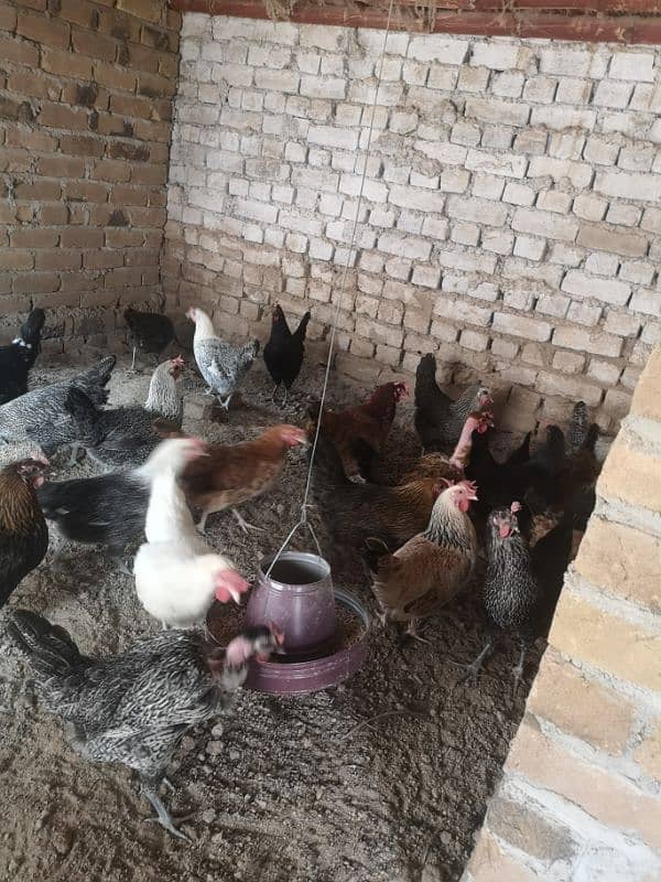 Golden Misri Hens, 0