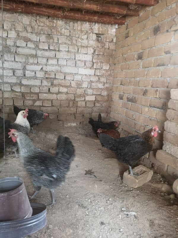 Golden Misri Hens, 4