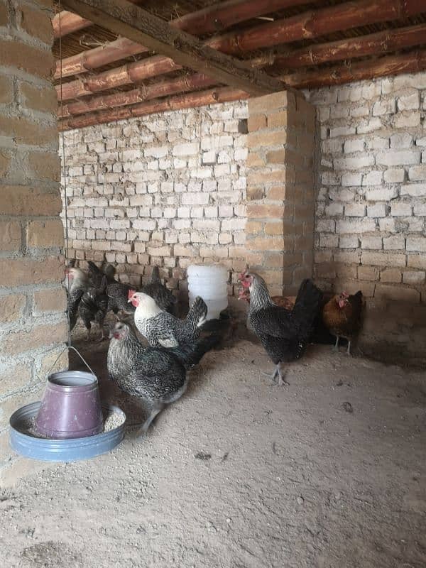 Golden Misri Hens, 5