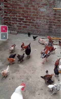 Golden misri chick available