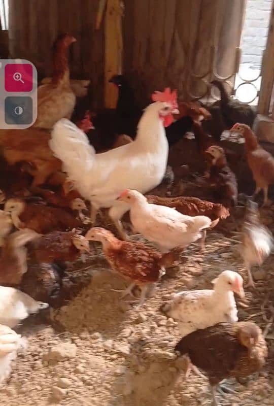 Golden misri chick available 1