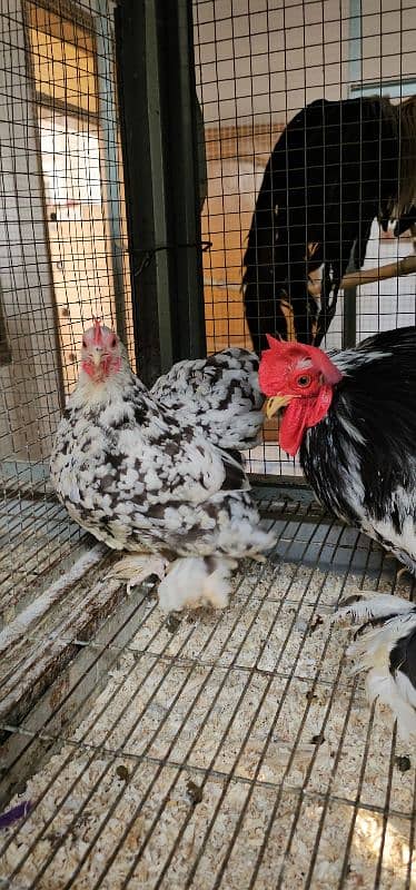 Fancy Chicks,Golden bhuf Heavy,Silky,Polish,Bantam,Turkey,Ayam Cemani 10