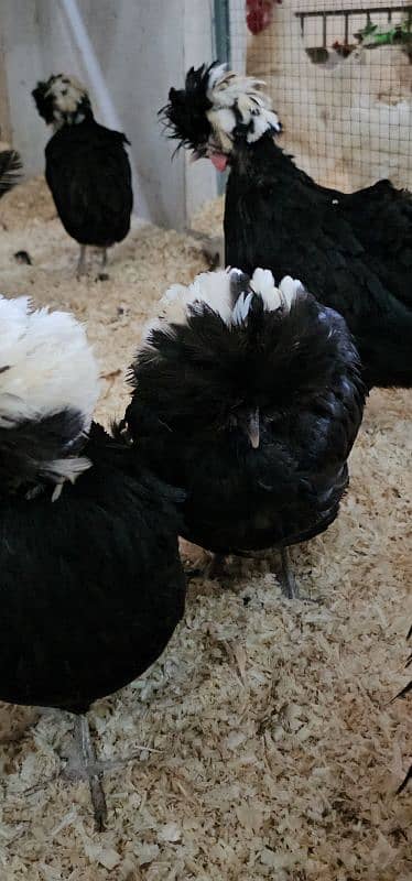 Fancy Chicks,Golden bhuf Heavy,Silky,Polish,Bantam,Turkey,Ayam Cemani 11