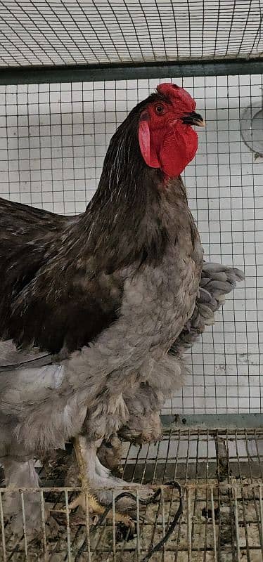 Fancy Chicks,Golden bhuf Heavy,Silky,Polish,Bantam,Turkey,Ayam Cemani 12