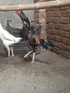 shamo chiks available