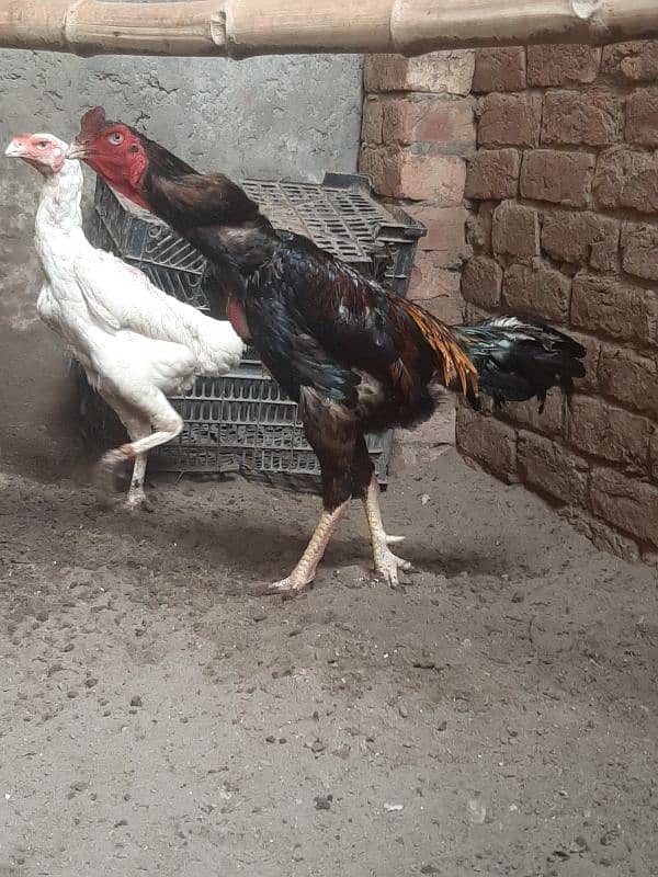 shamo chiks available 1