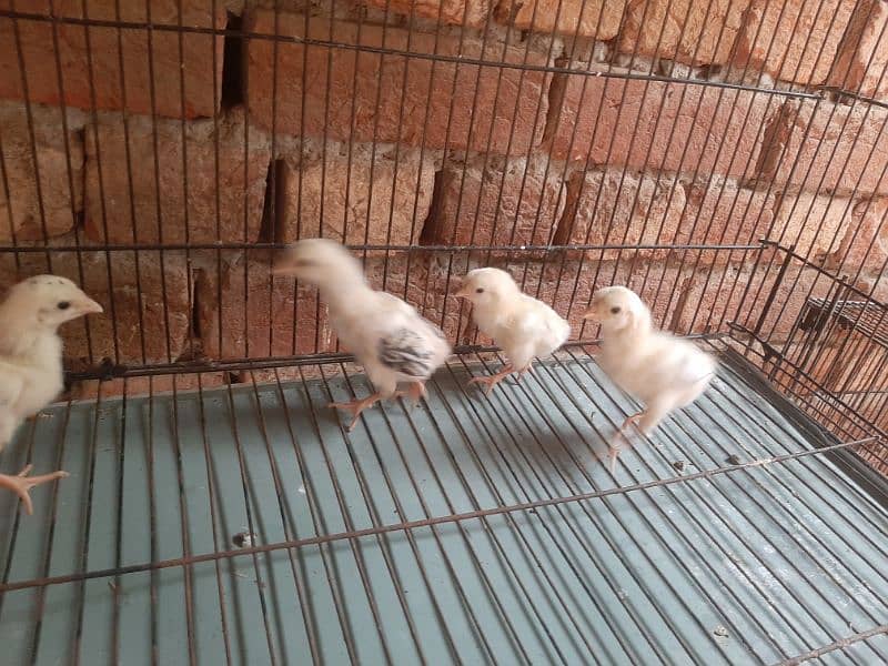 shamo chiks available 2