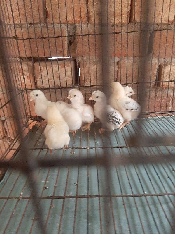 shamo chiks available 3