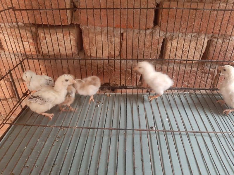 shamo chiks available 4