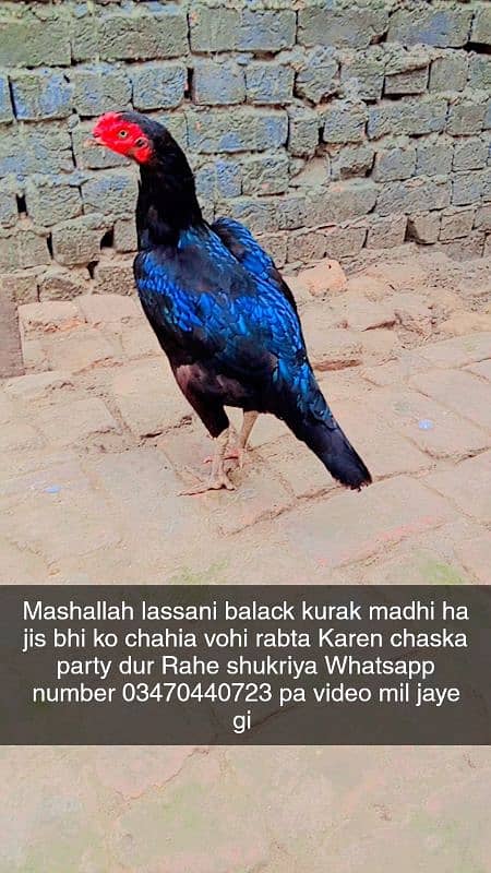 lassani balack kurak madhi ha jis ko chahia vohi rabta Karen 8