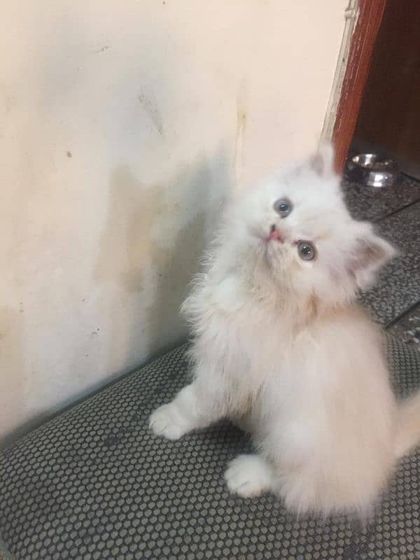 triple coat female cat for sale 3