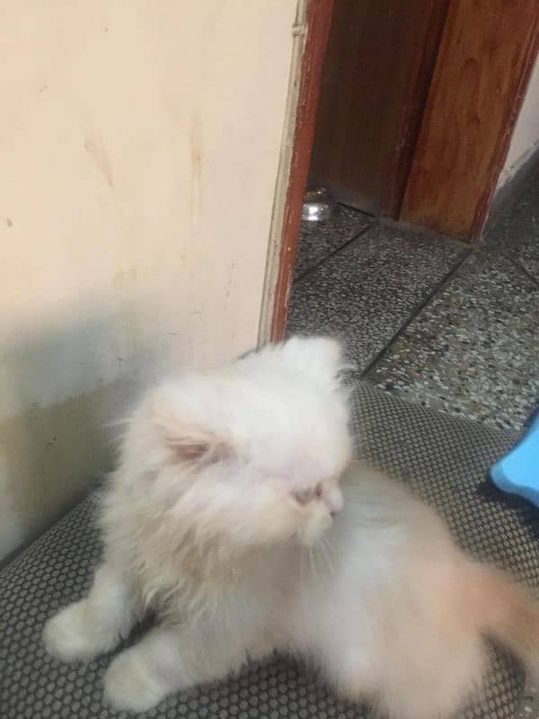 triple coat female cat for sale 4